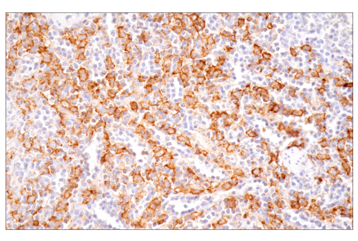 Immunohistochemistry Image 5: CD16 (D1N9L) Rabbit mAb (BSA and Azide Free)