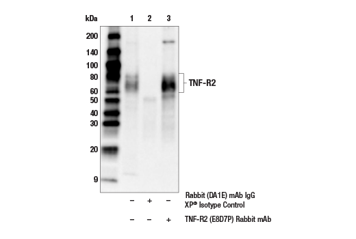 Immunoprecipitation Image 1: TNF-R2 (E8D7P) Rabbit mAb
