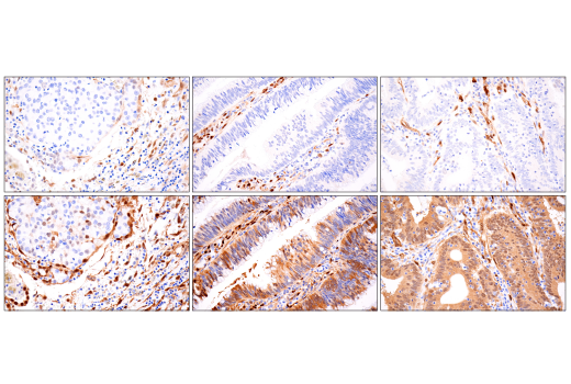 Immunohistochemistry Image 3: TAZ (E9J5A) XP® Rabbit mAb (BSA and Azide Free)