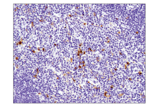 Immunohistochemistry Image 3: TIM-3 (D3M9R) XP® Rabbit mAb (BSA and Azide Free)