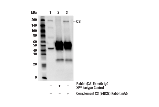 Immunoprecipitation Image 1: Complement C3 (E4D2Z) Rabbit mAb