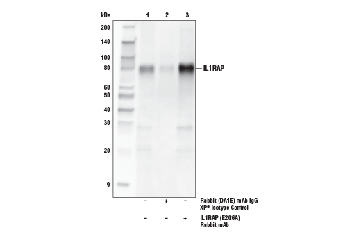 Immunoprecipitation Image 1: IL1RAP (E2G6A) Rabbit mAb