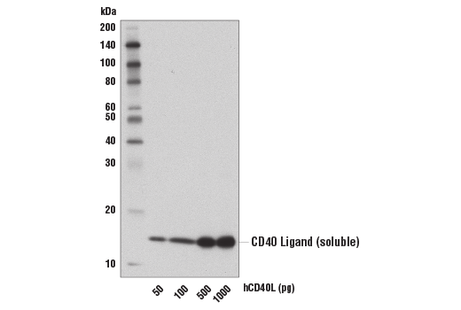 Western Blotting Image 1: CD40 Ligand (D5J9Y) Rabbit mAb (BSA and Azide Free)