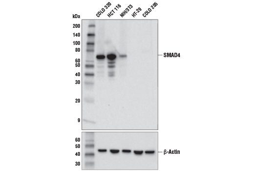 Western Blotting Image 1: SMAD4 (D3R4N) XP® Rabbit mAb (BSA and Azide Free)