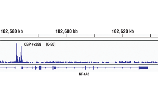 Chromatin Immunoprecipitation Image 1: CBP (D6C5) Rabbit mAb