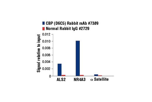 Chromatin Immunoprecipitation Image 3: CBP (D6C5) Rabbit mAb
