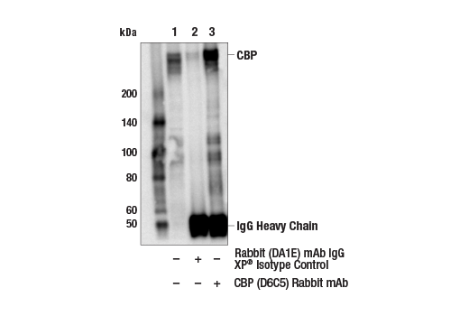 Immunoprecipitation Image 1: CBP (D6C5) Rabbit mAb