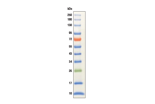  Image 1: Color-coded Prestained Protein Marker, Broad Range (10-250 kDa)