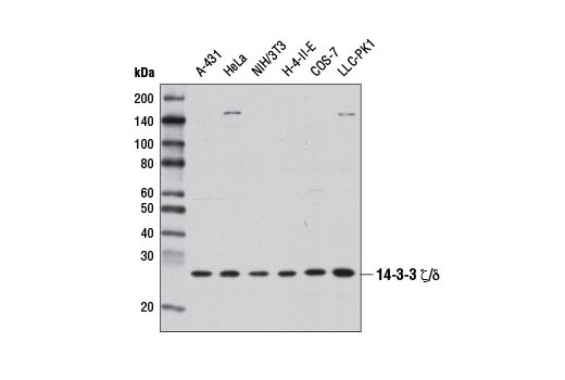  Image 4: 14-3-3 Family Antibody Sampler Kit