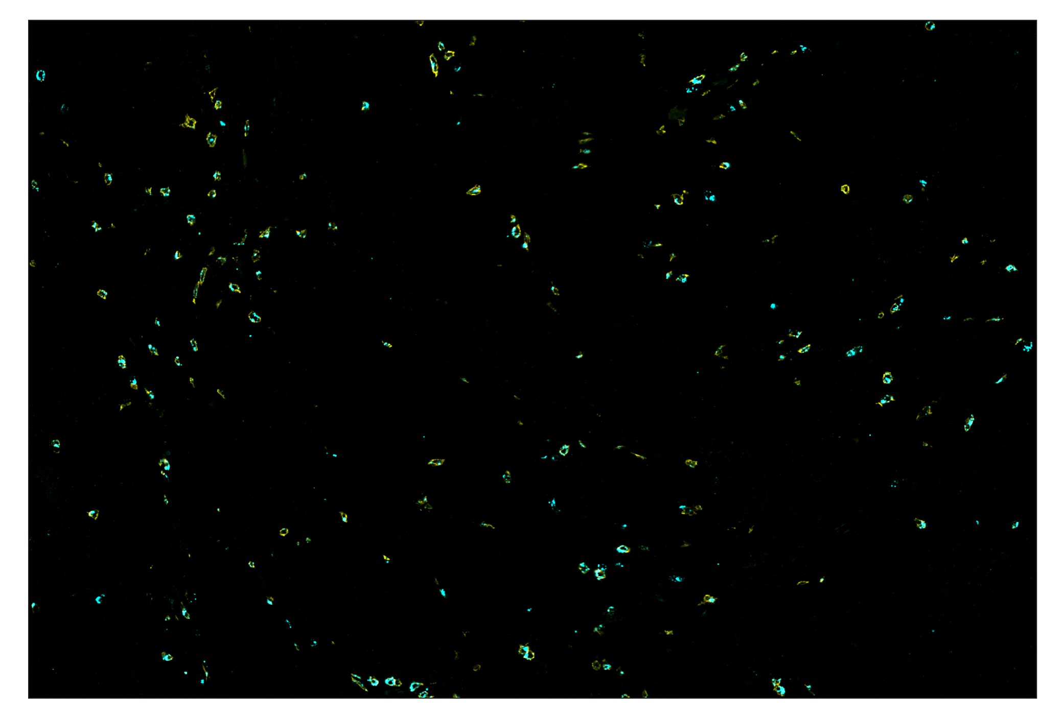 Granzyme B D6E9W CO 0009 750 SignalStar Oligo Antibody Pair Cell 