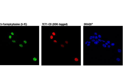 Immunofluorescence Image 1: 5-Formylcytosine (5-fC) (D5D4K) Rabbit mAb