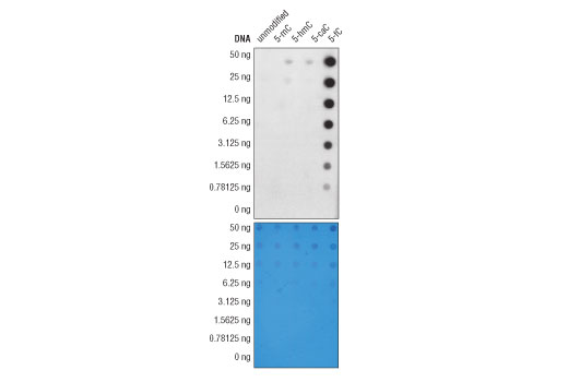 Dot Blot Image 1: 5-Formylcytosine (5-fC) (D5D4K) Rabbit mAb