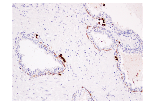 Immunohistochemistry Image 3: CD15/SSEA1 (MC480) Mouse mAb (BSA and Azide Free)