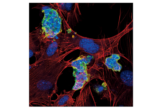 Immunofluorescence Image 1: CD15/SSEA1 (MC480) Mouse mAb (BSA and Azide Free)