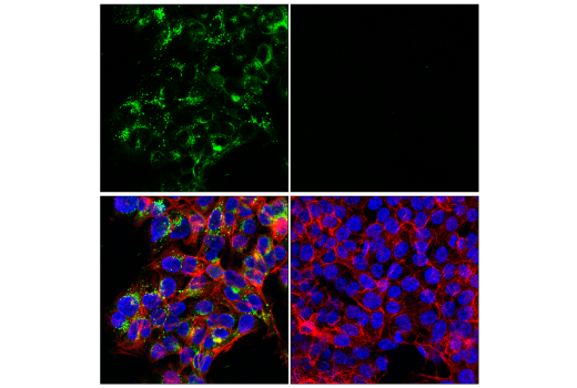 Immunofluorescence Image 2: ApoE (pan) (E8C2U) Mouse mAb