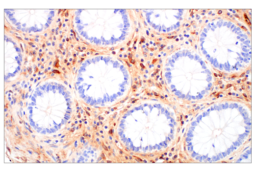 Immunohistochemistry Image 2: ApoE (pan) (E8C2U) Mouse mAb