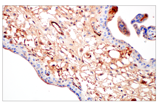 Immunohistochemistry Image 4: ApoE (pan) (E8C2U) Mouse mAb