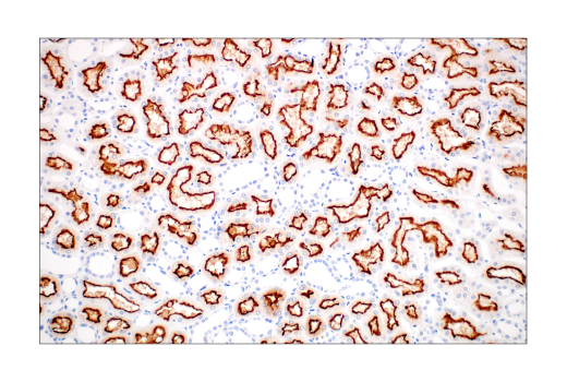 Immunohistochemistry Image 5: ACE2 (OTI1G4) Mouse mAb