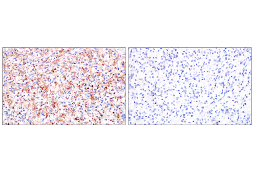 Immunohistochemistry Image 7: ACE2 (OTI1G4) Mouse mAb