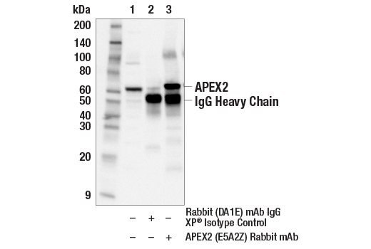 Immunoprecipitation Image 1: APEX2 (E5A2Z) Rabbit mAb