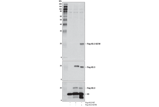  Image 6: Histone H3 Lysine Mutant-Specific Antibody Sampler Kit