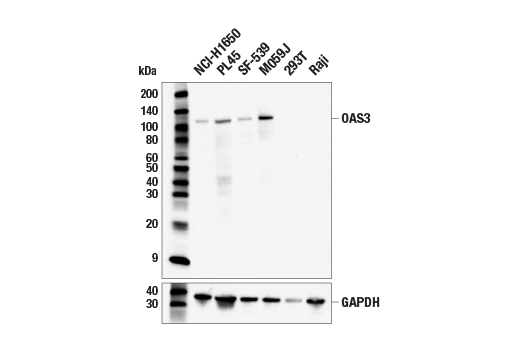  Image 2: OAS/RNase L Pathway Antibody Sampler Kit
