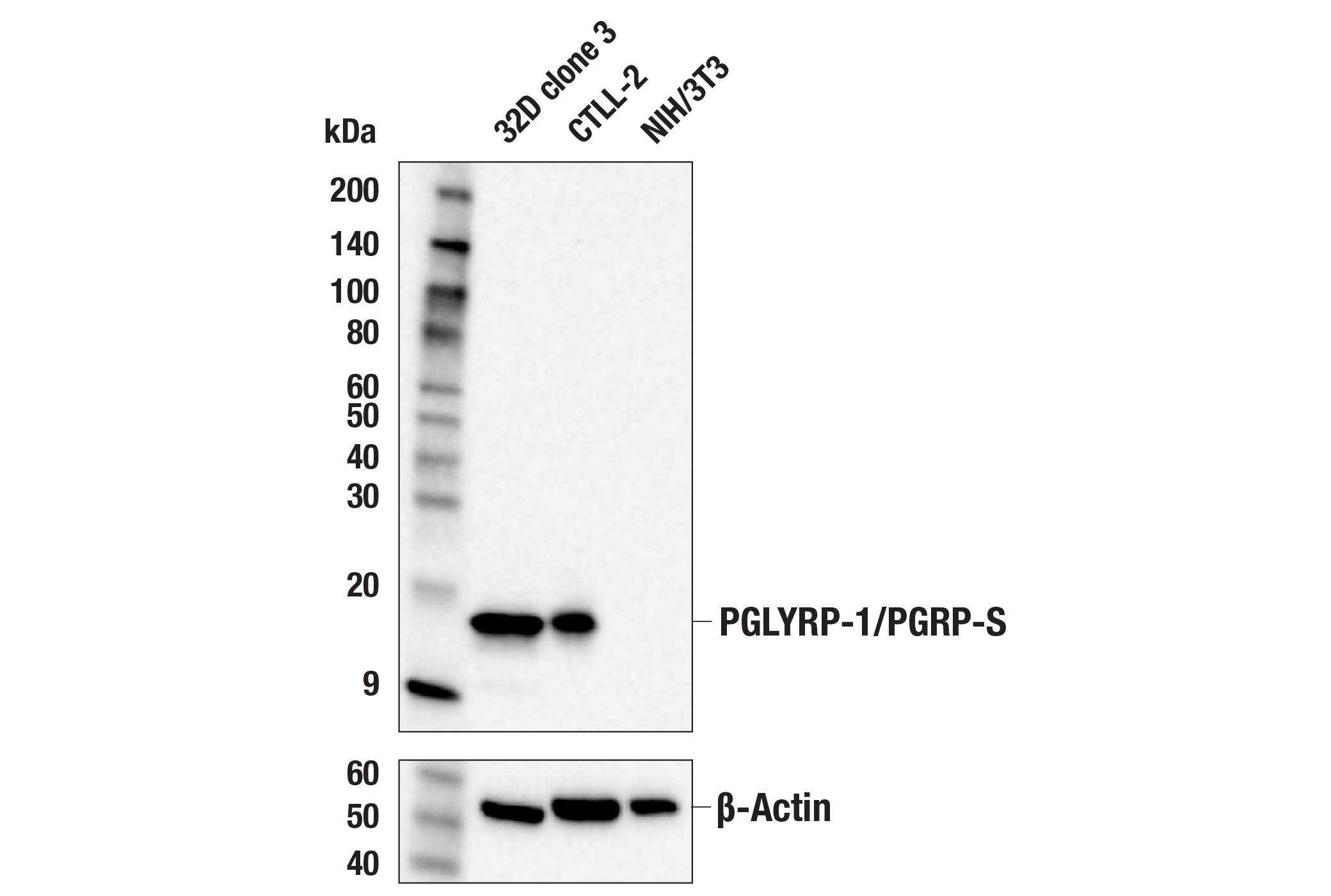 Western Blotting Image 1: PGLYRP-1/PGRP-S (E5M8P) Rabbit mAb