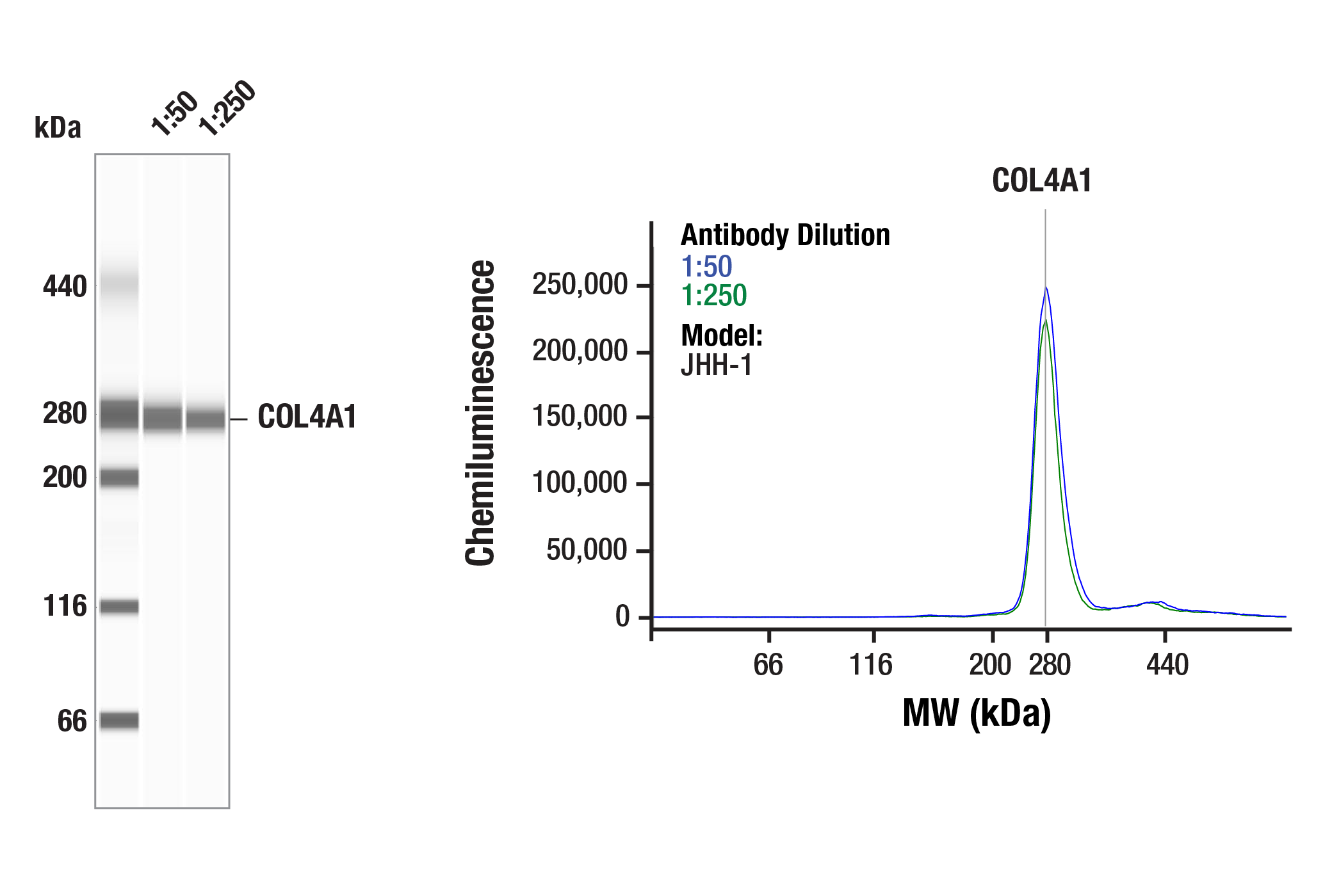 Western Blotting Image 1: COL4A1 (E5M6R) Rabbit mAb