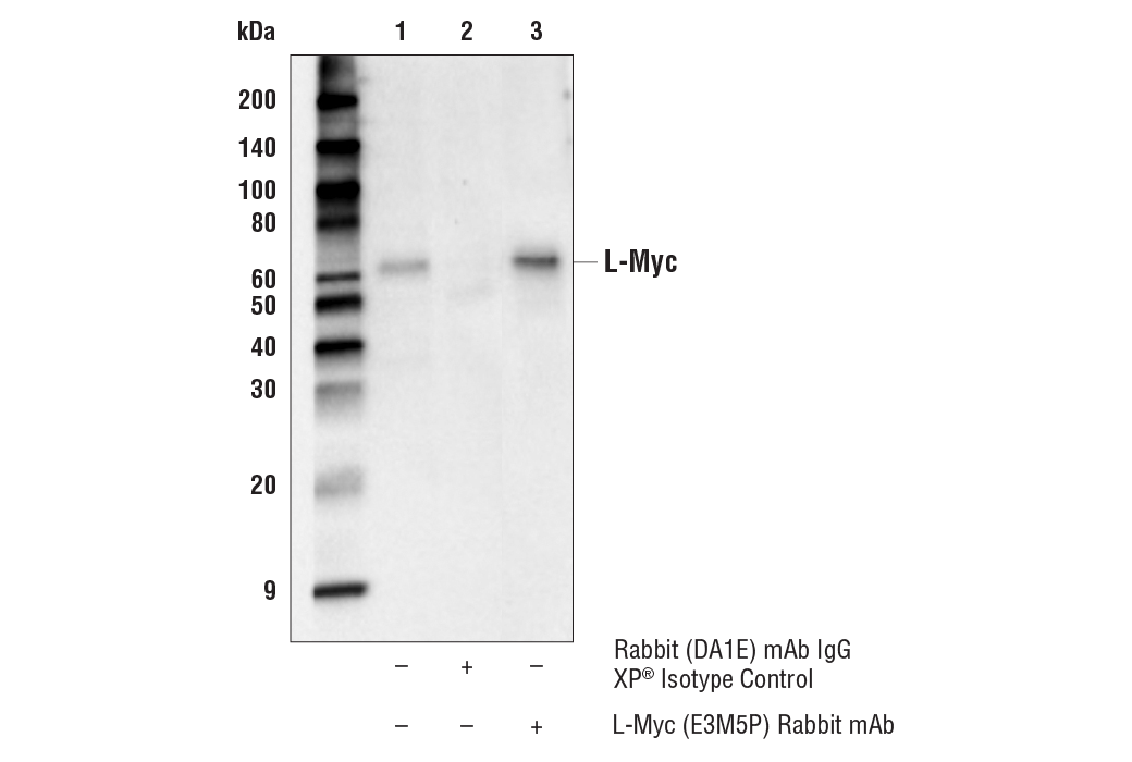 Immunoprecipitation Image 1: L-Myc (E3M5P) Rabbit mAb
