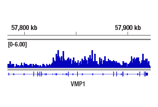 Chromatin Immunoprecipitation Image 1: Acetyl-Histone H3 (Lys14) (D4B9) Rabbit mAb