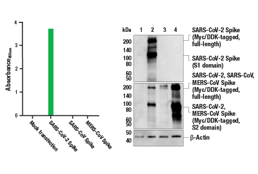  Image 1: FastScan™ SARS-CoV-2 Spike Protein ELISA Kit