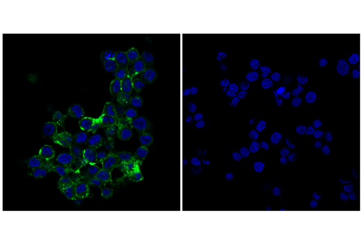 Immunofluorescence Image 1: OX40 (E9U7O) XP® Rabbit mAb (BSA and Azide Free)