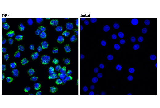  Image 62: Suppressive Myeloid Cell Phenotyping IHC Antibody Sampler Kit