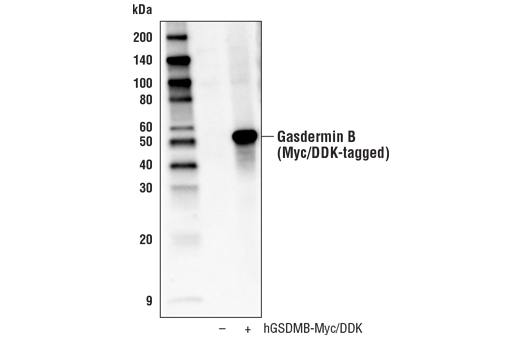  Image 16: Gasdermin Family Antibody Sampler Kit