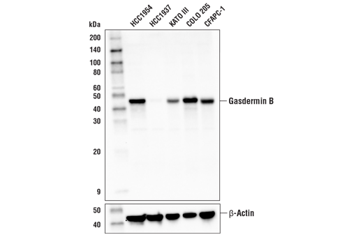  Image 19: Gasdermin Family Antibody Sampler Kit