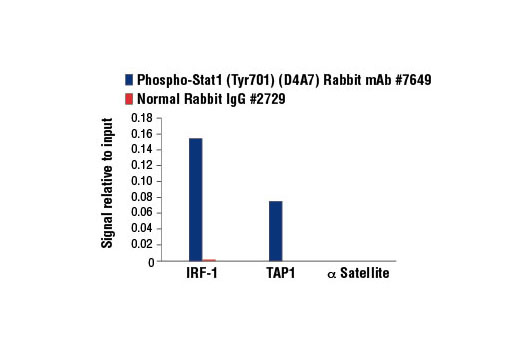  Image 16: PhosphoPlus® Stat1 (Tyr701) Antibody Duet