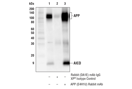 Immunoprecipitation Image 1: APP (E4H1U) Rabbit mAb