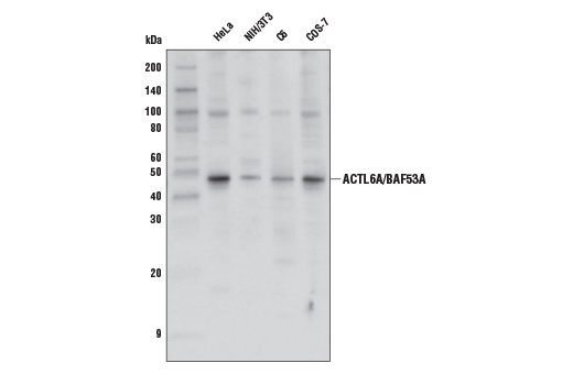 Western Blotting Image 1: ACTL6A/BAF53A Antibody