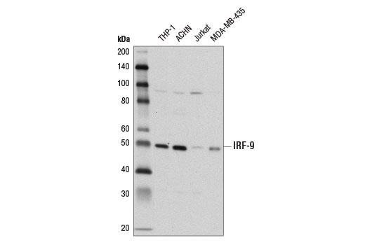  Image 22: Type I Interferon Induction and Signaling Antibody Sampler Kit
