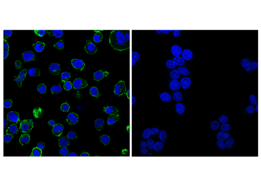 Immunofluorescence Image 1: CD86 (E2G8P) Rabbit mAb (BSA and Azide Free)