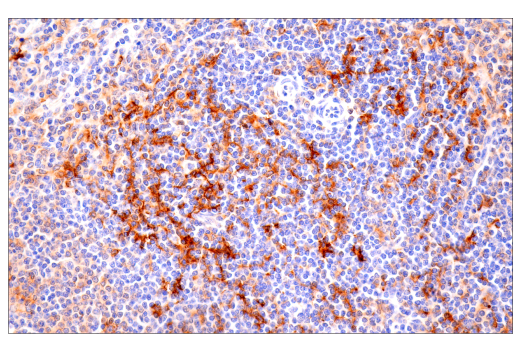 Immunohistochemistry Image 6: CD86 (E2G8P) Rabbit mAb (BSA and Azide Free)