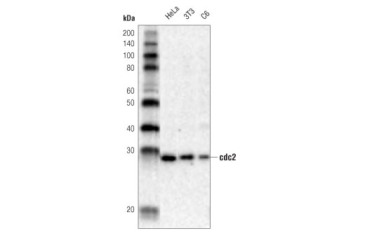 Western Blotting Image 1: cdc2 Antibody