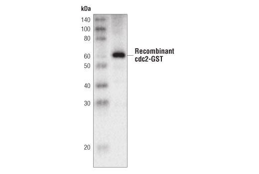 Western Blotting Image 2: cdc2 Antibody