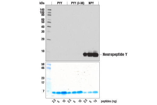 Western Blotting Image 3: Neuropeptide Y (D7Y5A) XP® Rabbit mAb (BSA and Azide Free)