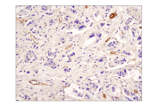 Immunohistochemistry Image 2: Neuropeptide Y (D7Y5A) XP® Rabbit mAb (BSA and Azide Free)