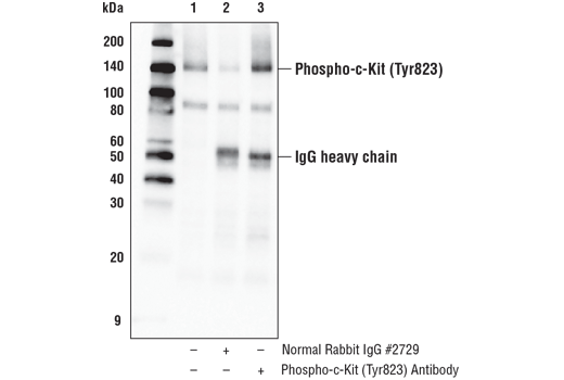 Immunoprecipitation Image 1: Phospho-c-Kit (Tyr823) Antibody
