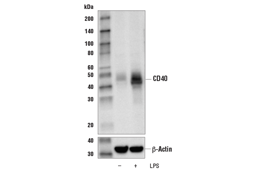 Western Blotting Image 1: CD40 (D8W3N) Rabbit mAb (BSA and Azide Free)
