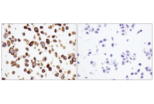 Immunohistochemistry Image 5: CD40 (D8W3N) Rabbit mAb (BSA and Azide Free)