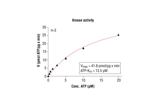  Image 5: HTScan® VEGF Receptor 3 Kinase Assay Kit