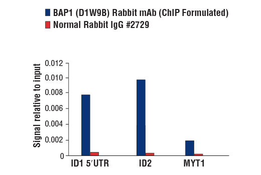 Chromatin Immunoprecipitation Image 1: BAP1 (D1W9B) Rabbit mAb (ChIP Formulated)